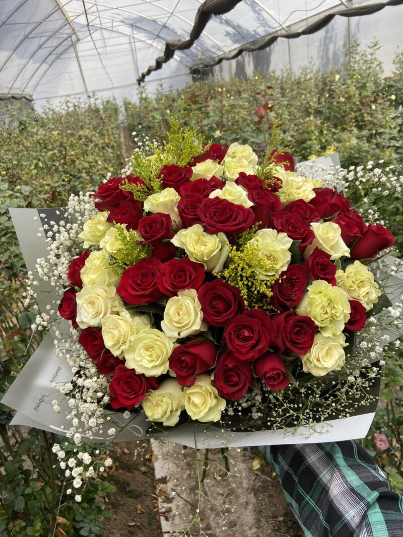 Buchon 100 rojas y blancas