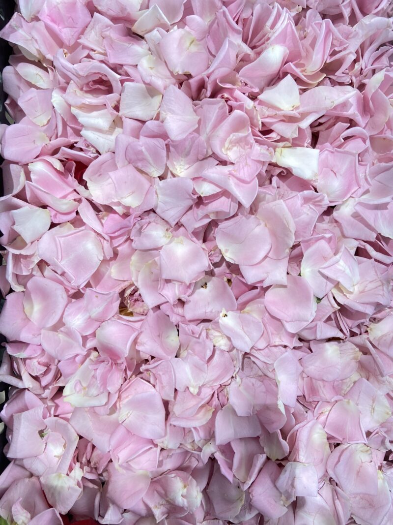 petalos de rosa rosita