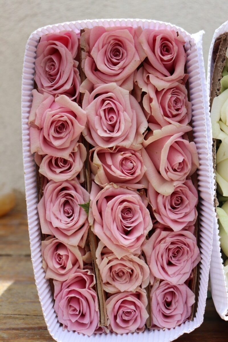 Rosa Nautica Empaquetada