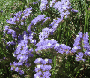 statice morado o azul